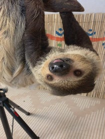 Poster for Give Thanks video from Lola the Sloth