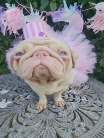 Poster for Birthday video from Milkshake The Pug