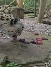 Poster for Other video from Jessie the Snow Leopard