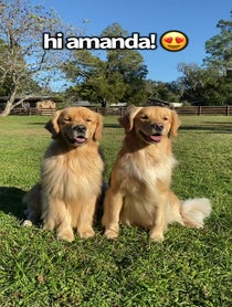 Poster for Other video from Molson & Maple | Golden Retrievers