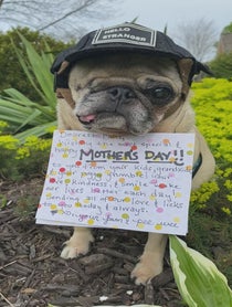 Poster for Mother's Day video from Pee Wee Aloysius the Pug
