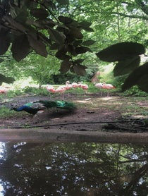 Poster for Mother's Day video from Flamingos at BREC’s Baton Rouge Zoo