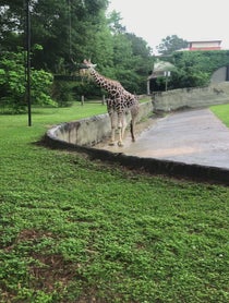 Poster for Mother's Day video from Giraffe