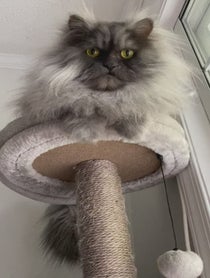Poster for Birthday video from Juno The Angry Cat
