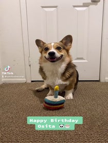 Poster for Birthday video from Pavlov The Corgi