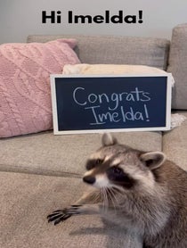 Poster for Graduation video from Tito The Raccoon