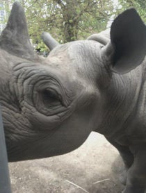 Poster for Birthday video from Rhinos