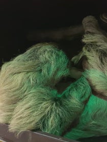 Poster for Anniversary video from Mr Jingles the Sloth