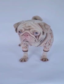 Poster for Birthday video from Milkshake The Pug