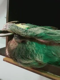 Poster for Graduation video from Mr Jingles the Sloth