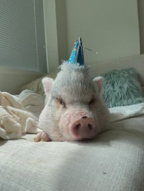 Poster for Birthday video from Stella Max Johnson