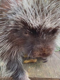Poster for Other video from Porcupines at Stone Zoo