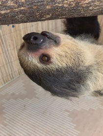 Poster for Other video from Lola the Sloth