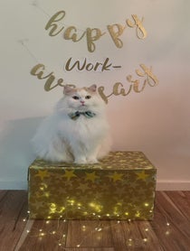 Poster for Other video from Benny