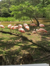Poster for Birthday video from Flamingos at BREC’s Baton Rouge Zoo