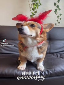 Poster for Anniversary video from Pavlov The Corgi