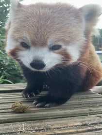 Poster for Birthday video from Nam Pang the Red Panda