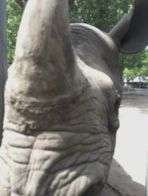 Poster for Pep Talk video from Rhinos