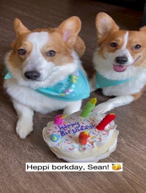 Poster for Birthday video from Harold & Harley the Corgis