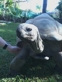 Poster for Birthday video from Shellebrate with a Tortoise Cameo