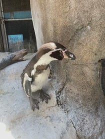 Poster for Wedding shoutout video from Monty from Santa Barbara Zoo