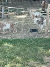 Poster for Other video from Nelson The Donkey