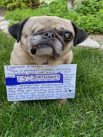 Poster for Birthday video from Pee Wee Aloysius the Pug