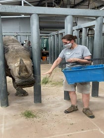 Poster for Anniversary video from Rhinos at Houston Zoo