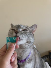 Poster for Birthday video from Nala Cat