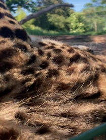 Poster for Birthday video from Willow the Cheetah