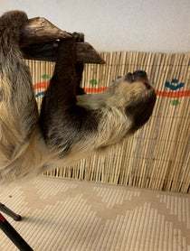 Poster for Birthday video from Lola the Sloth