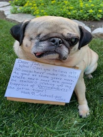 Poster for Gift video from Pee Wee Aloysius the Pug