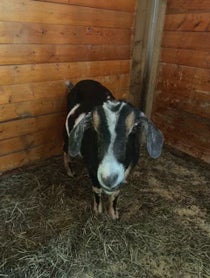 Poster for Birthday video from Goats