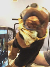 Poster for Roast video from Triumph the Insult Comic Dog