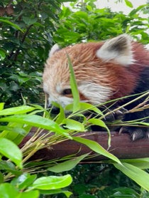 Poster for Birthday video from Nam Pang the Red Panda