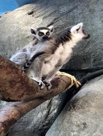Poster for Other video from Ring Tailed Lemur Family