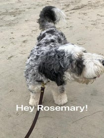 Poster for Birthday video from Blueberrythedoodle