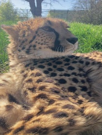 Poster for Birthday video from Willow the Cheetah