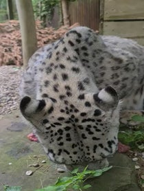 Poster for Birthday video from Jessie the Snow Leopard