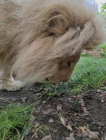 Poster for Birthday video from Moto The White Lion