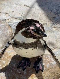 Poster for Birthday video from Monty from Santa Barbara Zoo