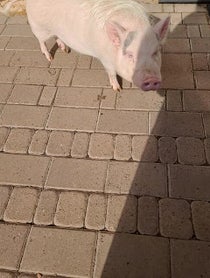 Poster for Pep Talk video from Paris The Mini Pig