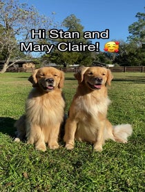 Poster for Anniversary video from Molson & Maple | Golden Retrievers