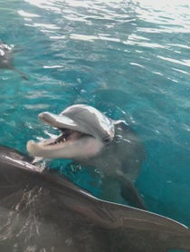 Poster for Birthday video from Winter the Dolphin & Friends