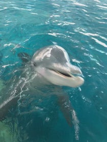 Poster for Birthday video from Winter the Dolphin & Friends