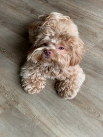 Poster for Birthday video from Kody the Shihpoo