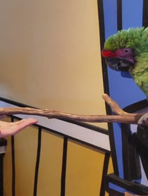 Poster for Birthday video from Radio the Military Macaw