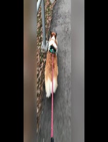 Poster for Birthday video from Hudson The Fluffy Corgi