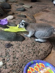 Poster for Birthday video from Ring Tailed Lemur Family