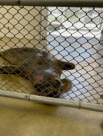 Poster for Pep Talk video from Pacific Marine Mammal Center